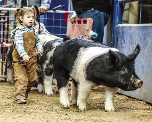 The youth of Pecos County worked hard to earn buckles and ribbons at the Pecos County Stock Show. Photos by Shawn Yorks