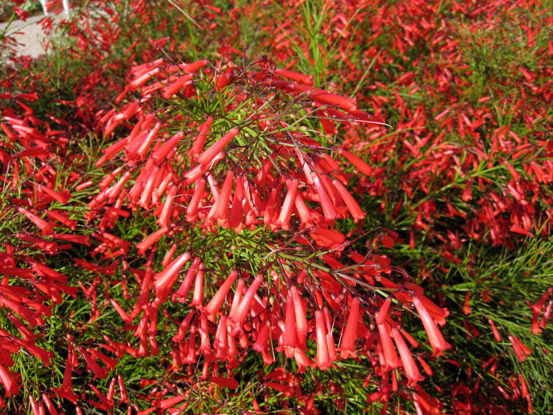 Ignite gardens with a Texas Superstar – the firecracker plant | Fort ...