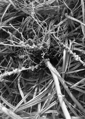 Nodules on roots are beneficial bacteria
