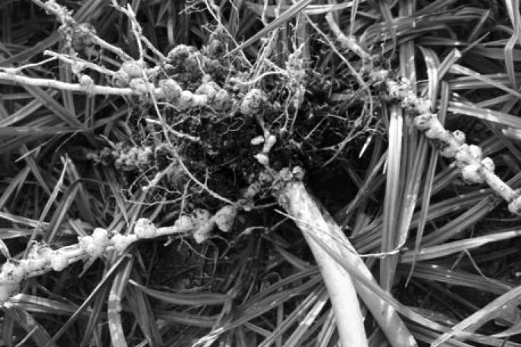 Nodules on roots are beneficial bacteria